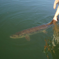 Image link, a muskie being let go