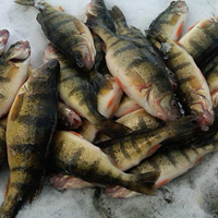 Image link, a pile of fish